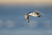 228 Whiskered Tern