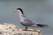 230 White-cheeked Tern