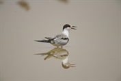 232 White-cheeked Tern