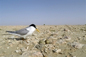235 Little Tern