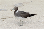 237 Sooty Gull