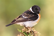 242 Western Siberian Stonechat