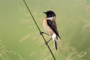 245 Western Siberian Stonechat