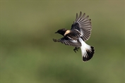 247 Caspian Stonechat