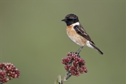 249 European Stonechat