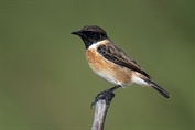 251 European Stonechat