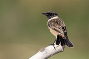 252 European Stonechat