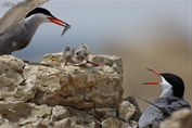 256 White-cheeked Tern