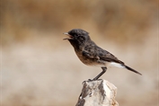 258 Pied Stonechat