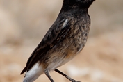 260 Pied Stonechat