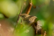 263 Common Grasshopper Warbler