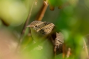 265 Common Grasshopper Warbler