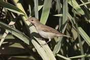 272 Garden Warbler