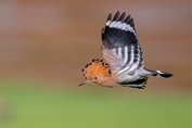 279 Eurasian Hoopoe
