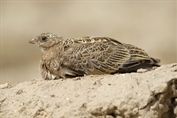 284 Pin-tailed Sandgrouse