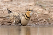 286 Pin-tailed Sandgrouse