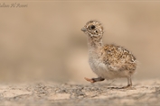 289 Pin-tailed Sandgrouse