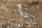 292 Sociable Lapwing