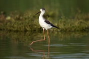 297 Black-winged Stilt