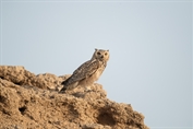 305 Pharaoh Eagle Owl