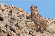 306 Pharaoh Eagle Owl