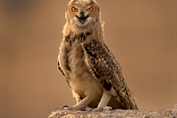 312 Pharaoh Eagle Owl