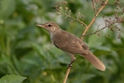 315 Indian Reed warbler