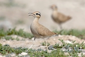 320 Cream-coloured Courser