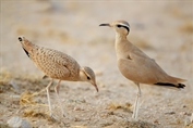 324 Cream-coloured Courser