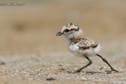 326 Kentish Plover