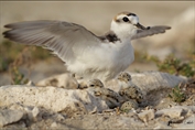 327 Kentish Plover