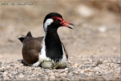 334 Red-wattled Lapwing