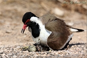 335 Red-wattled Lapwing