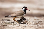 340 Red-wattled Lapwing