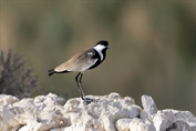 342 Spur-winged Lapwing