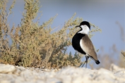 343 Spur-winged Lapwing