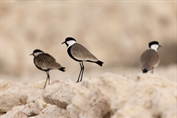 345 Spur-winged Lapwing