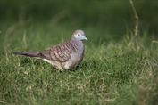 348 Zebra Dove