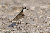 349 Kittlitz's Plover