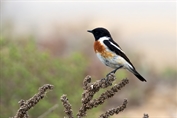 351 Byzantine Stonechat