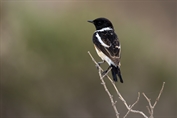 353 Byzantine Stonechat