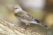 355 Willow Warbler