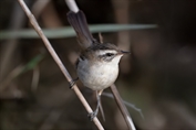 364 Eastern Moustached Warbler