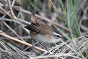 365 Eastern Moustached Warbler