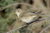 367 Common Chiffchaff