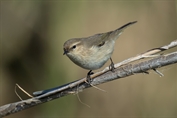 369 Common Chiffchaff