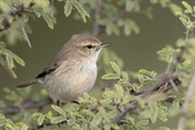 371 Plain Leaf Warbler