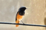 372 Levant Black Redstart