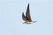373 Black Tern