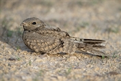 378 Egyptian Nightjar